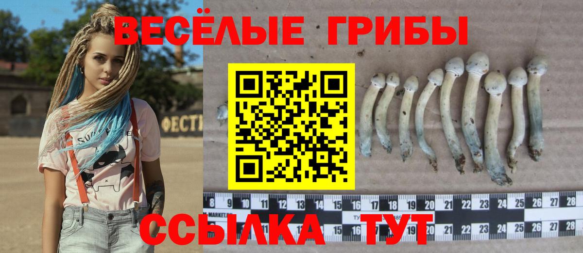 Псилоцибиновые грибы Cubensis Тимашёвск